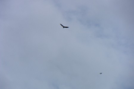 Zoveel gieren boven het gebergte! Super!